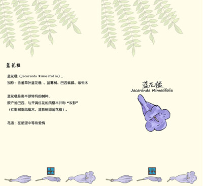 蓝花楹【草花木木认植物系列】（来自：http：//weibo.com/u/5114878867）