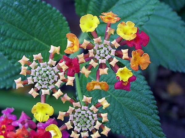 马缨丹 Lantana camara ，马鞭草科马缨丹属。别名五色梅，因为根据花序上花的开放时间长短的不同每朵花的颜色会有变化。色彩丰富但不好闻的一种花，不过比起它兄弟蔓马缨丹 L. montevidensis 好多了，蔓马缨丹只有一种花色又不好闻而且还特能到处窜......