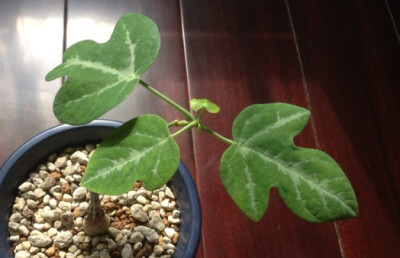 Adenia ecirrosa，西番莲科蒴莲属。西番莲科的球长得真不好认......不知道开花怎么样。