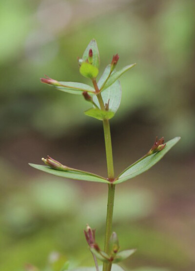 陌上菜 Lindernia procumbens，玄参科母草属。对生的花躺在对生的叶上，看起来微妙的萌......