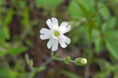 细叶蝇子草 Silene tenuis ，石竹科蝇子草属。石竹科好多东西花瓣都有深缺刻，最典型的是繁缕......话说蝇子草属有种叫坚硬女娄菜（粗壮女娄菜）Silene firma 的 →_→