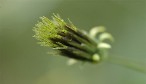 Silene sp. ，石竹科蝇子草属。果实和鬼针草之类的很像，都是会扎在衣物皮毛上的玩意儿。