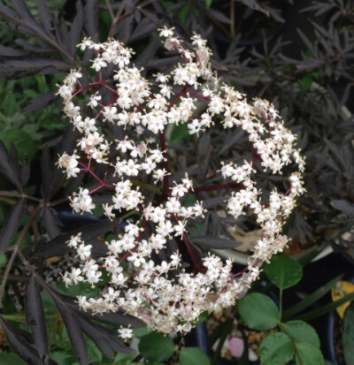 西洋接骨木品种 Sambucus nigra 'Black Lace'，忍冬科接骨木属。