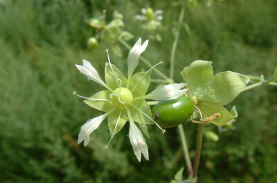 狗筋蔓 Cucubalus baccifer ，石竹科狗筋蔓属。