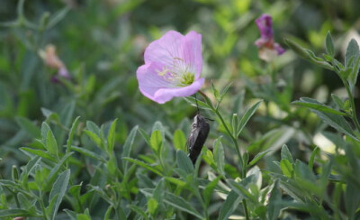 美丽月见草 Oenothera speciosa 柳叶菜科月见草属。一只长喙天蛾属（Macroglossum sp.）的可怜孩子被美丽月见草夹住了口器死在了花上......