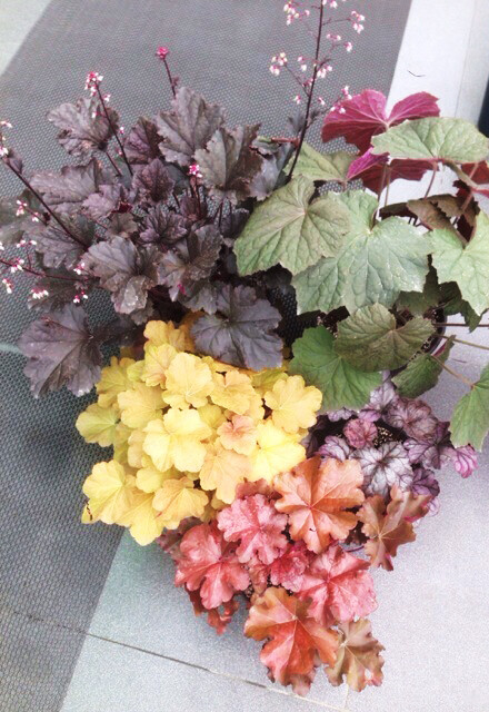 矾根（肾形草）品种 Heuchera micrantha 'Brownies'，H. micrantha 'Beaujolais'，H. micrantha 'Fire Chief'，H. micrantha 'Plum Royale'，H. micrantha 'Caramel' ，虎耳草科矾根（肾形草）属。远远不止这几个品种，品种超级多，堆在一起特别好看。