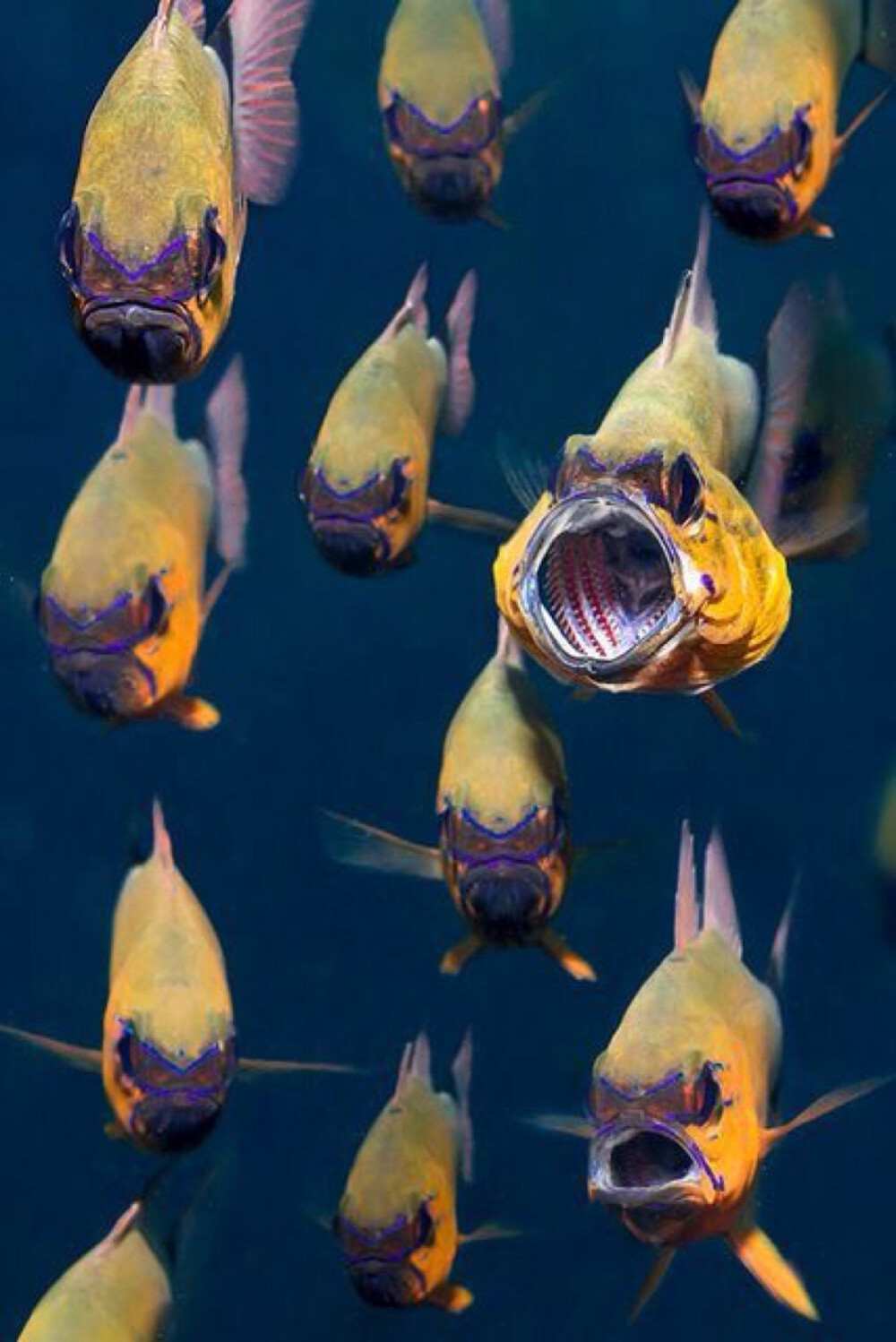 海底生物