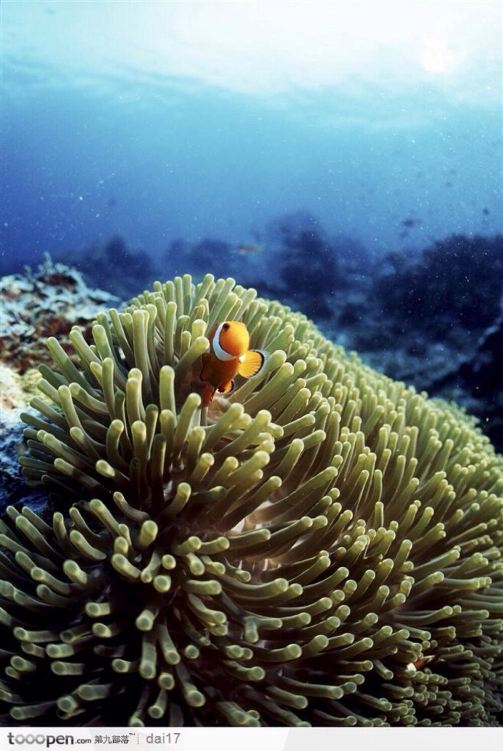 海底生物 小丑鱼