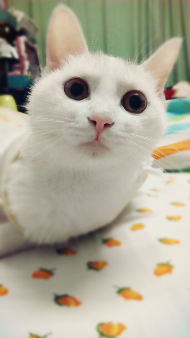 宠物 喵星人 猫