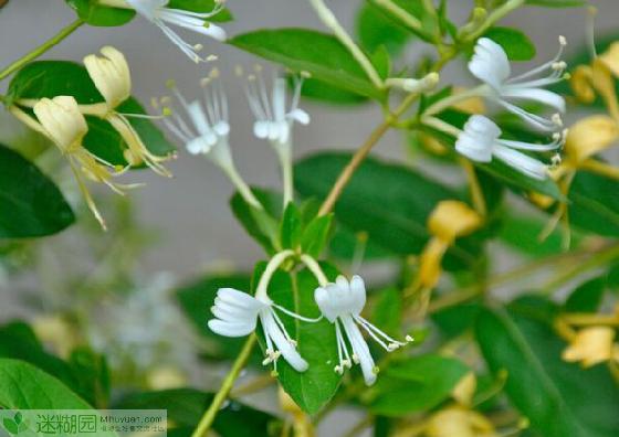 金银花有毒吗以及如何辨别金银花的茶香(本文由迷糊园花卉植物主题交友社区[www.mihuyuan.com]整理发布)原文地址http://www.mihuyuan.com/guidedetail_1416546771580194.shtml