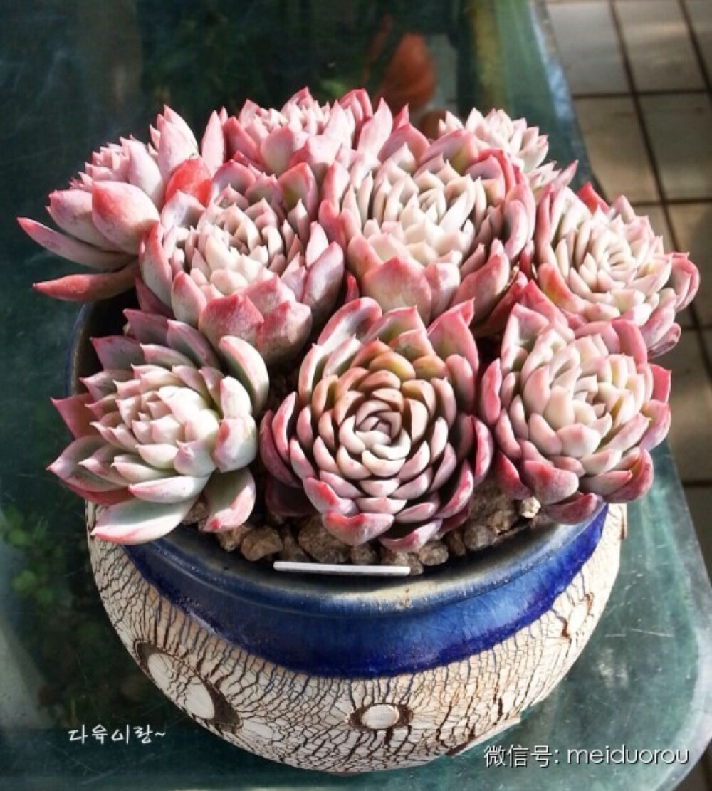 紫罗兰女王（Echeveria 'Violet Queen'）