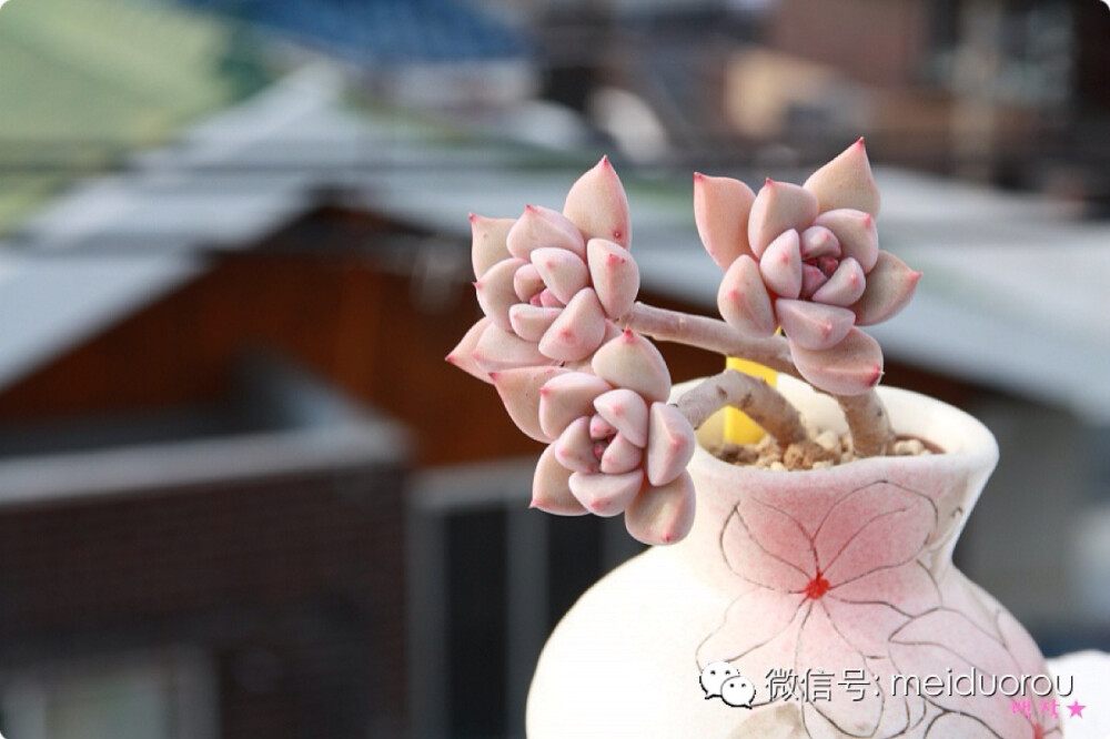 Echeveria 'Prittv in Pink'