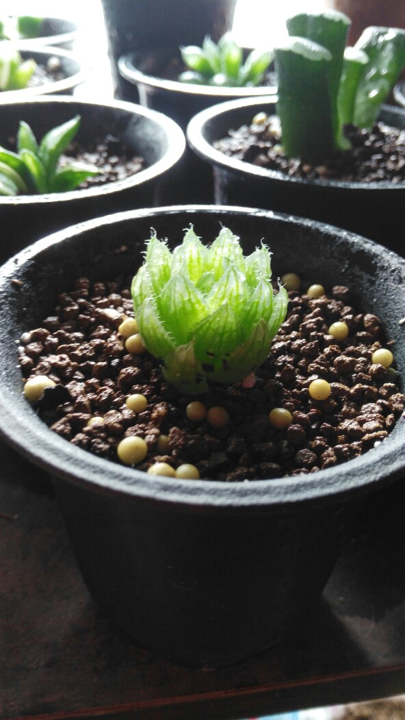 多肉植物 十二卷属 樱水晶