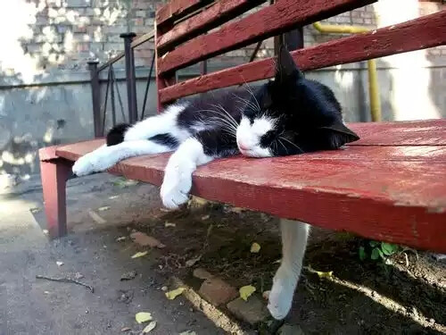好困啊，猫猫真的困诶！