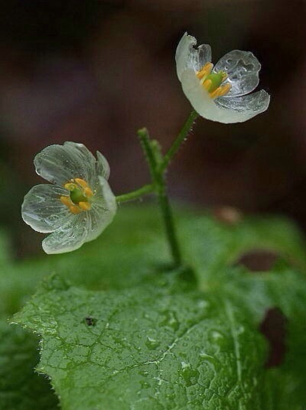 冰莲，淋雨后会变透明的花！感谢造物主的神奇～