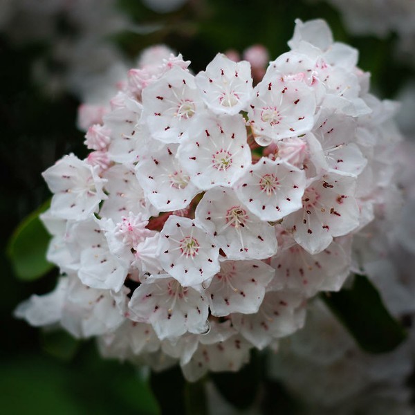 山月桂 Kalmia latifolia ，杜鹃花科山月桂属。从花苞到开花的过程看起来简直就和撑伞一模一样，十个雄蕊撑在花冠壁上就像伞骨。