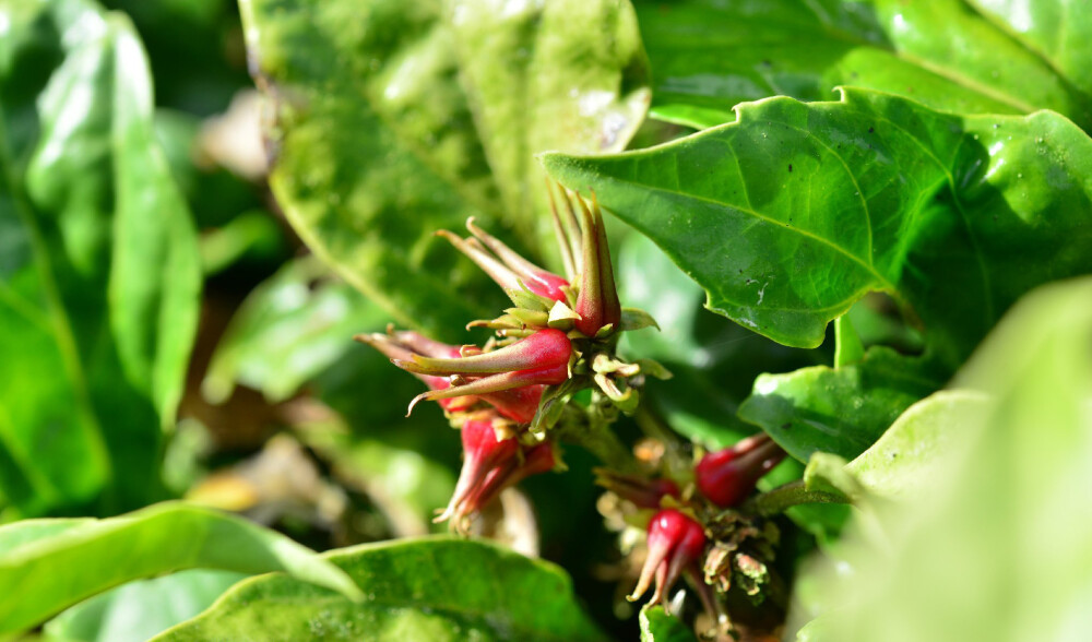 板凳果亚种 Pachysandra axillaris subsp. stylosa ，黄杨科板凳果属。