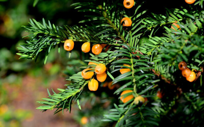 欧洲红豆杉品种 Taxus baccata 'Lutea' ，红豆杉科红豆杉属。这个颜色的假种皮也很好看啊，红豆杉的假种皮都是又美又能吃。
