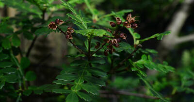 Weinmannia trichosperma ，火把树科万恩曼属。叶翅很明显，有点漆树科和芸香科的感觉，是亲戚？