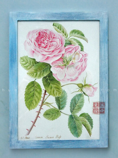 纯手绘botanical水彩系列——法兰西玫瑰 临摹画作 A4