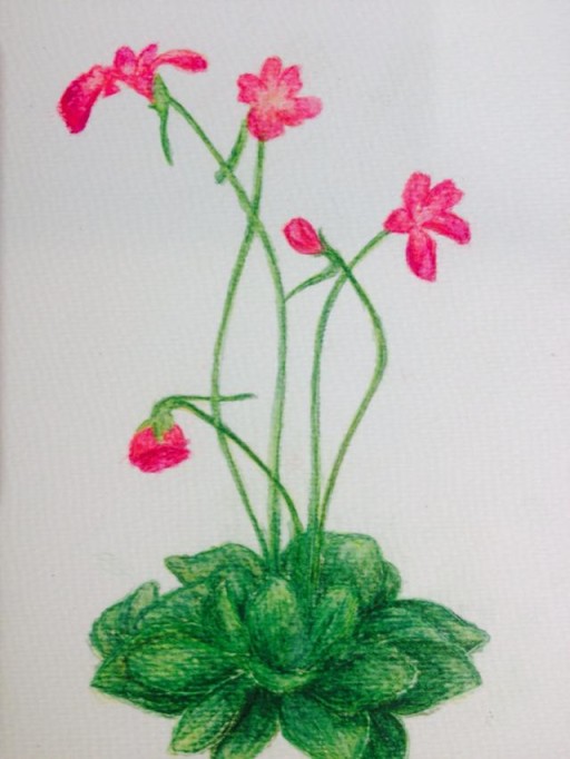 什么花。画的不好