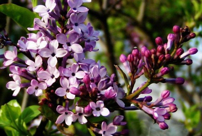 丁香花