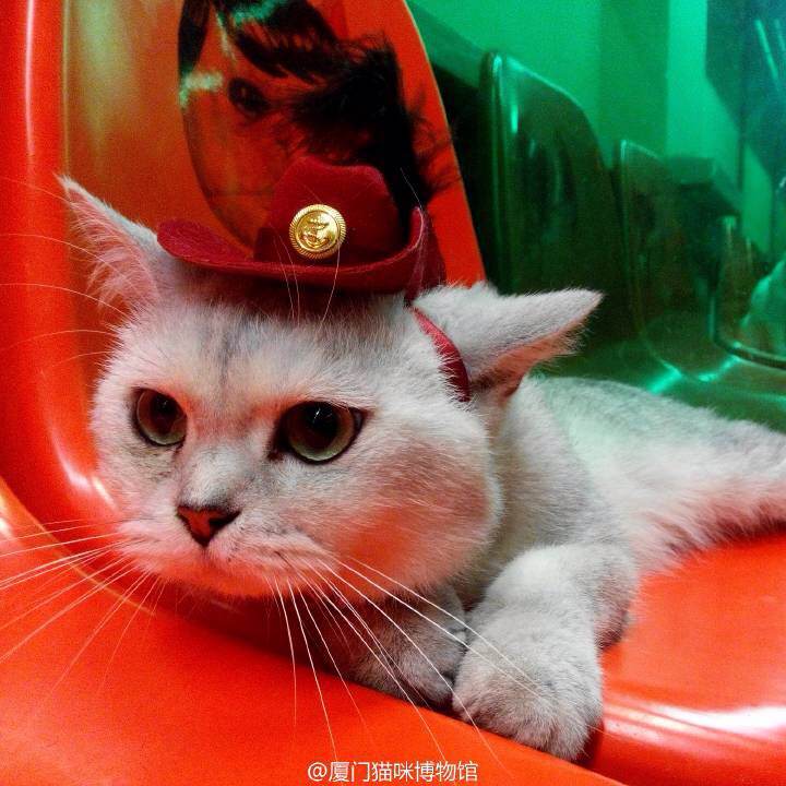 厦门猫咪博物馆，馆草歪头有心事。