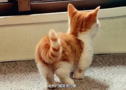 可爱猫咪萌宠=￣ω￣=小短腿猫