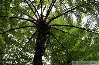 世界八大珍贵植物之桫椤(本文由迷糊园花卉植物主题交友社区[www.mihuyuan.com]整理发布)原文地址：http://www.mihuyuan.com/advisorydetail_1411727242015373.shtml