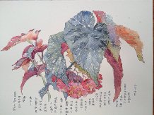 竹节海棠