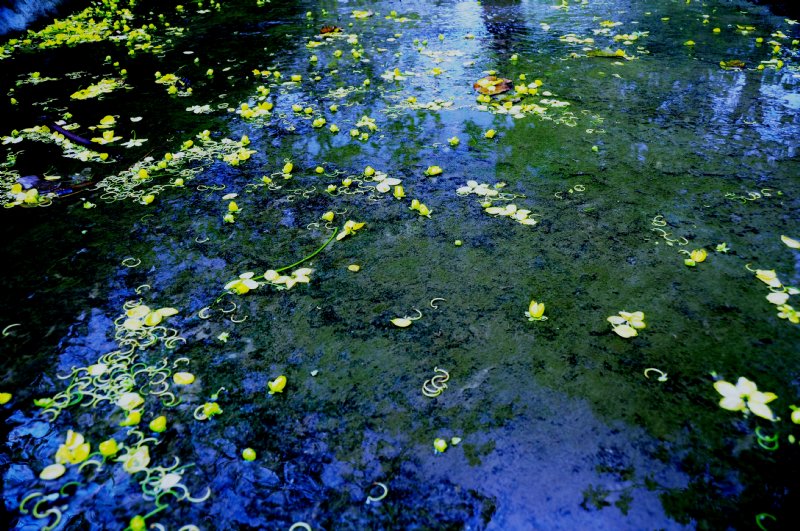 落花流水春去也