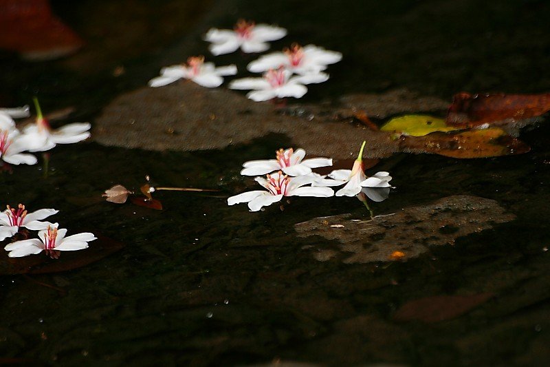 落花风雨更伤春