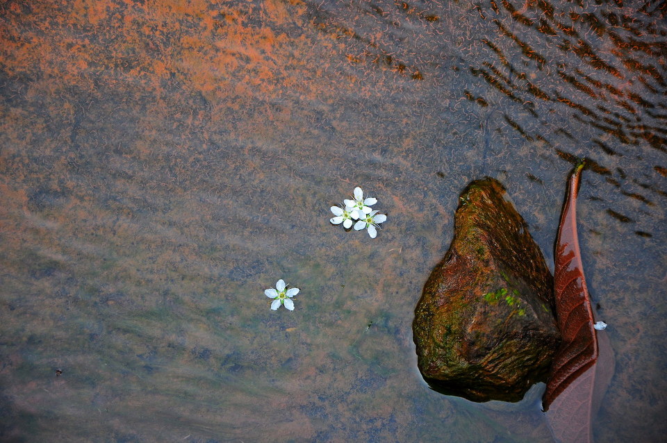 几瓣落花