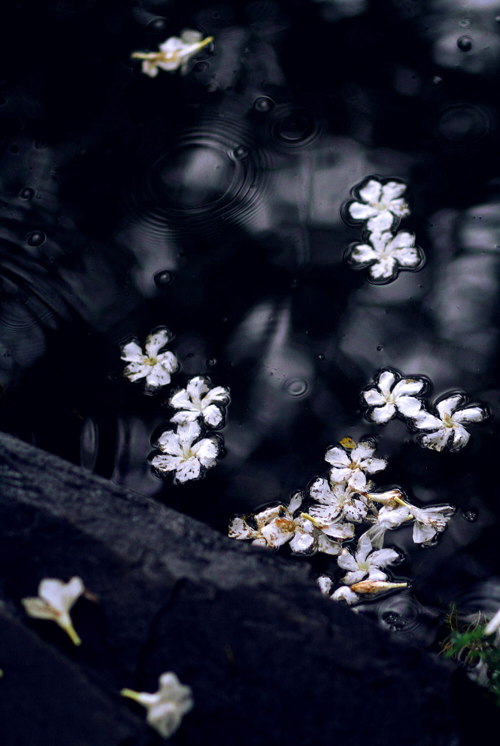 飞雨落花中