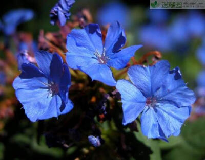 蓝雪花什么时候开花(本文由迷糊园花卉植物主题交友社区[www.mihuyuan.com]整理发布)原文地址：http://www.mihuyuan.com/guidedetail_1417065797799555.shtml