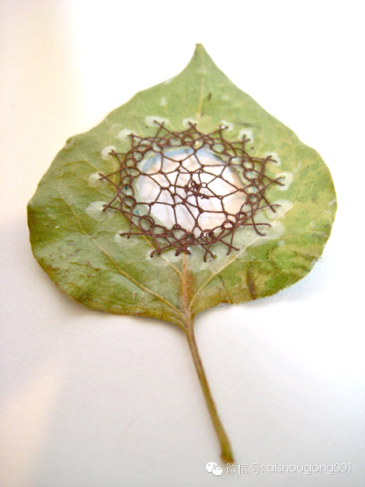 植物与线艺的结合