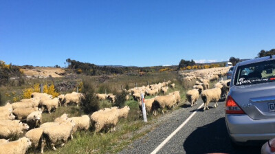 Sheeps cross the road 