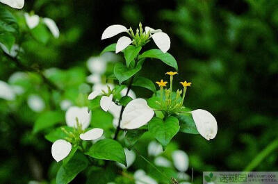 世界珍贵御用药材玉叶金花 (本文由迷糊园花卉植物主题交友社区[www.mihuyuan.com]整理发布)原文地址：http://www.mihuyuan.com/advisorydetail_1412299058750470.shtml