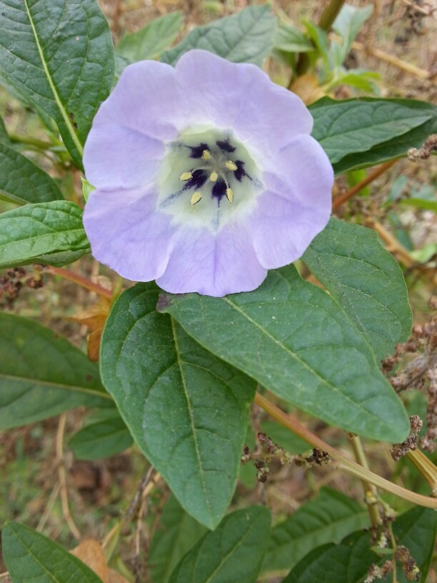 河边的野花，不管周围的杂草有多少它都会开的艳丽