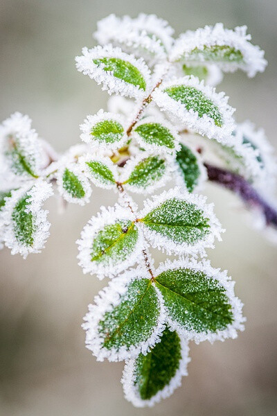 想念北国的雪，和那专属于冬天的气节。