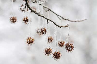 想念北国的雪，和那专属于冬天的气节。