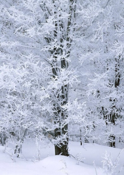 想念北国的雪，和那专属于冬天的气节。