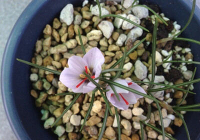 Crocus cortwrightianus 'Michel'，番红花属。