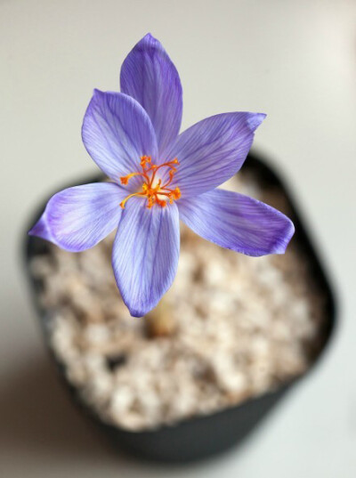 华丽番红花 Crocus speciosus ，番红花属。