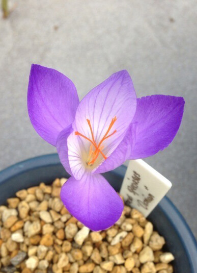 华丽番红花“牛津” Crocus speciosus 'Oxonian' ，番红花属。