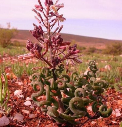 Trachyandra sp. ，黄脂木科丛尾草属（粗蕊百合属）。