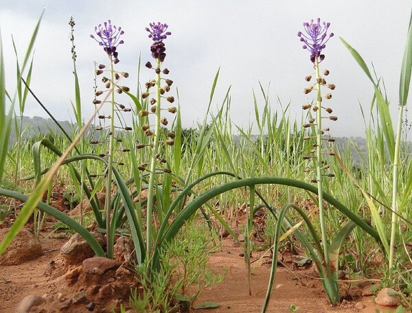 Leopoldia comosa ，天门冬科麝香兰属。