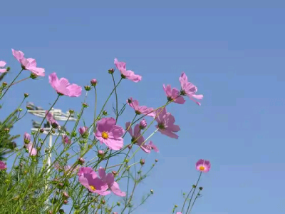 那些花儿 摄影