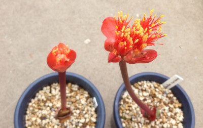 Haemanthus coccineus ，石蒜科虎耳兰属。