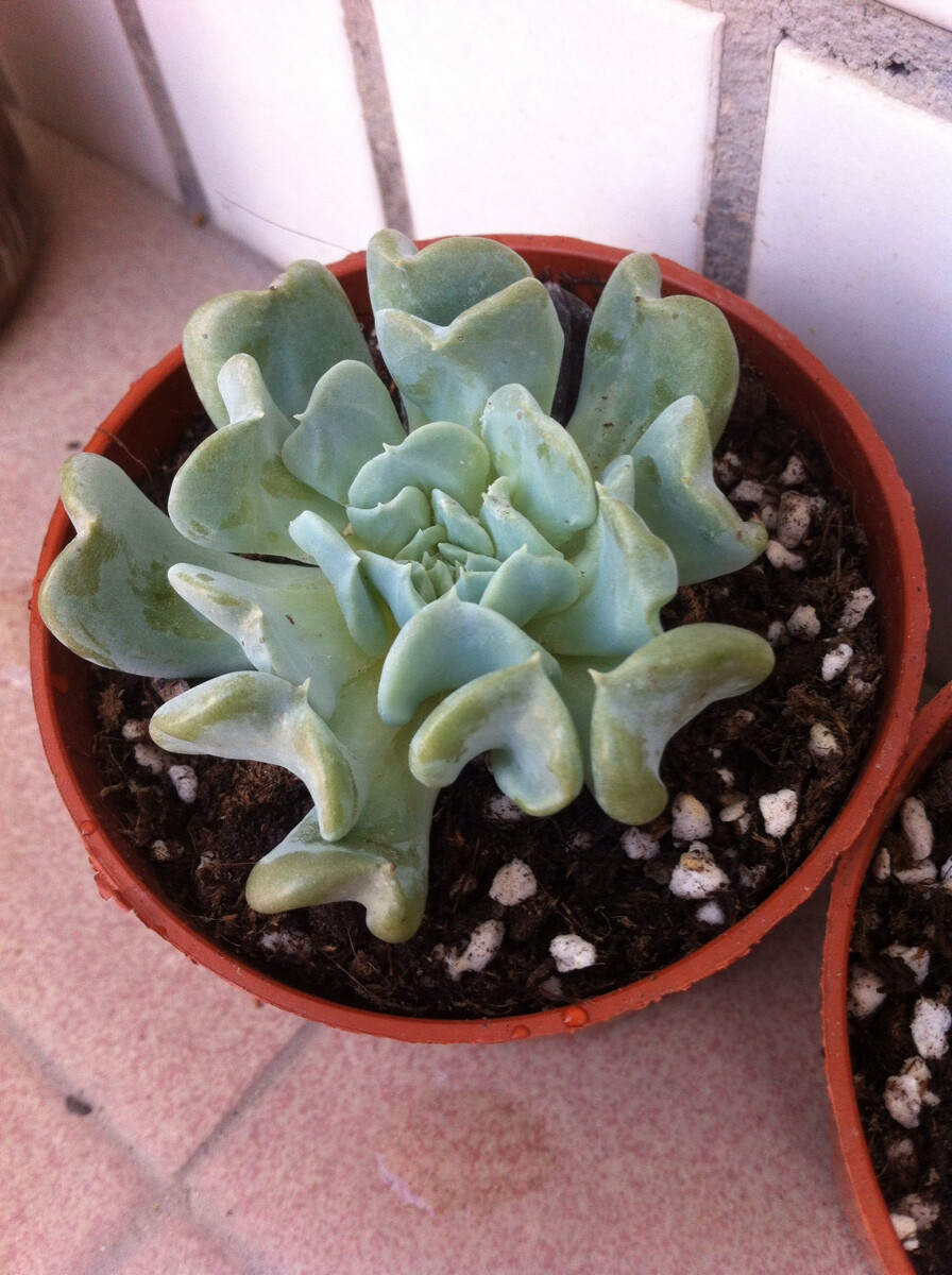 。多肉植物。14.12.4 特玉莲